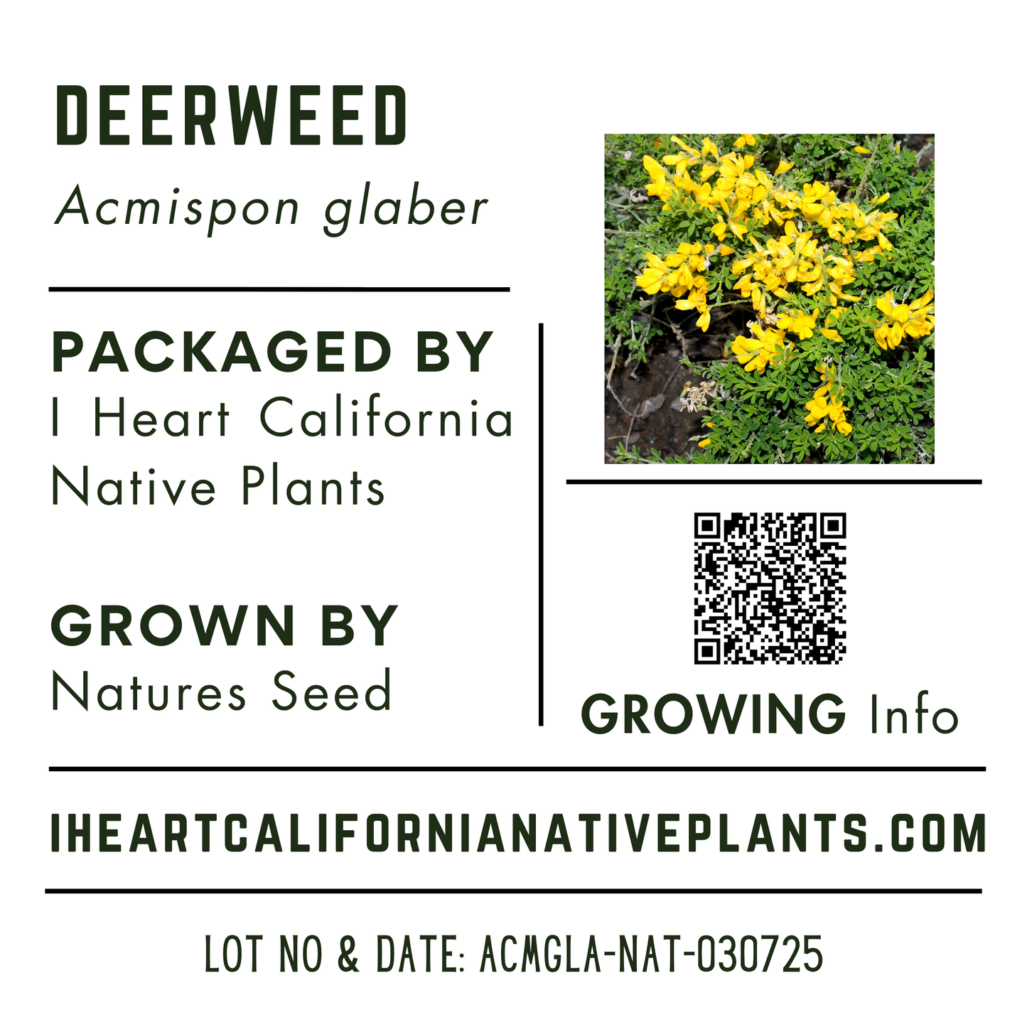 Deerweed (Acmispon glaber)