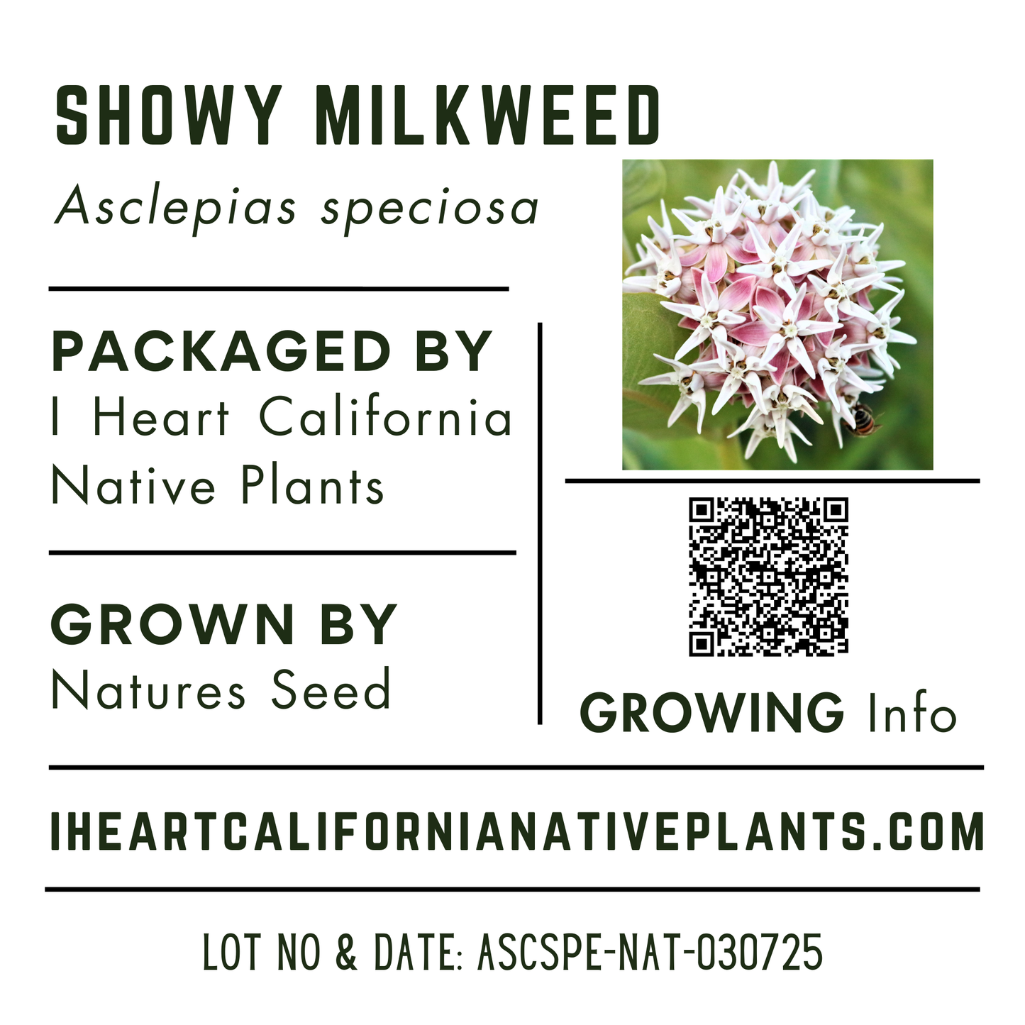 Showy Milkweed (Asclepias speciosa)
