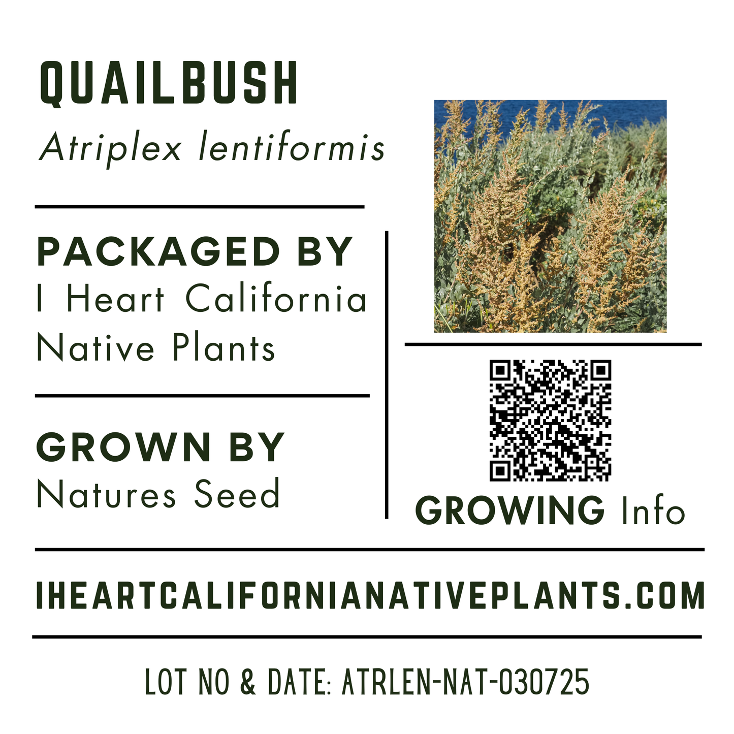 Quailbush (Atriplex lentiformis)