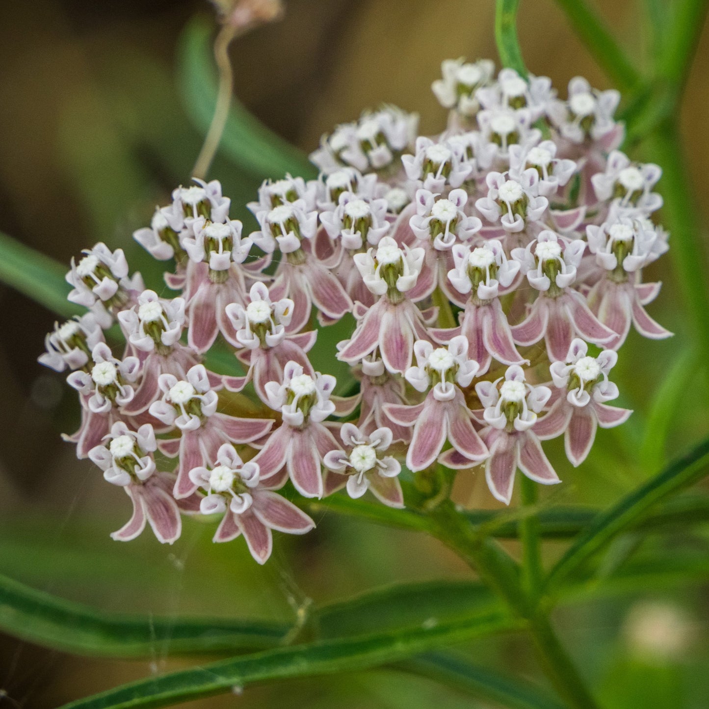 Narrow-leaf milkweed (Asclepias fascicularis)