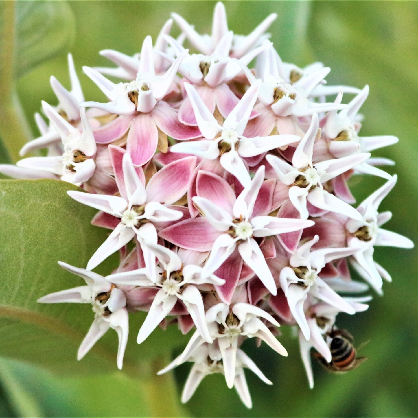 Showy Milkweed (Asclepias speciosa)