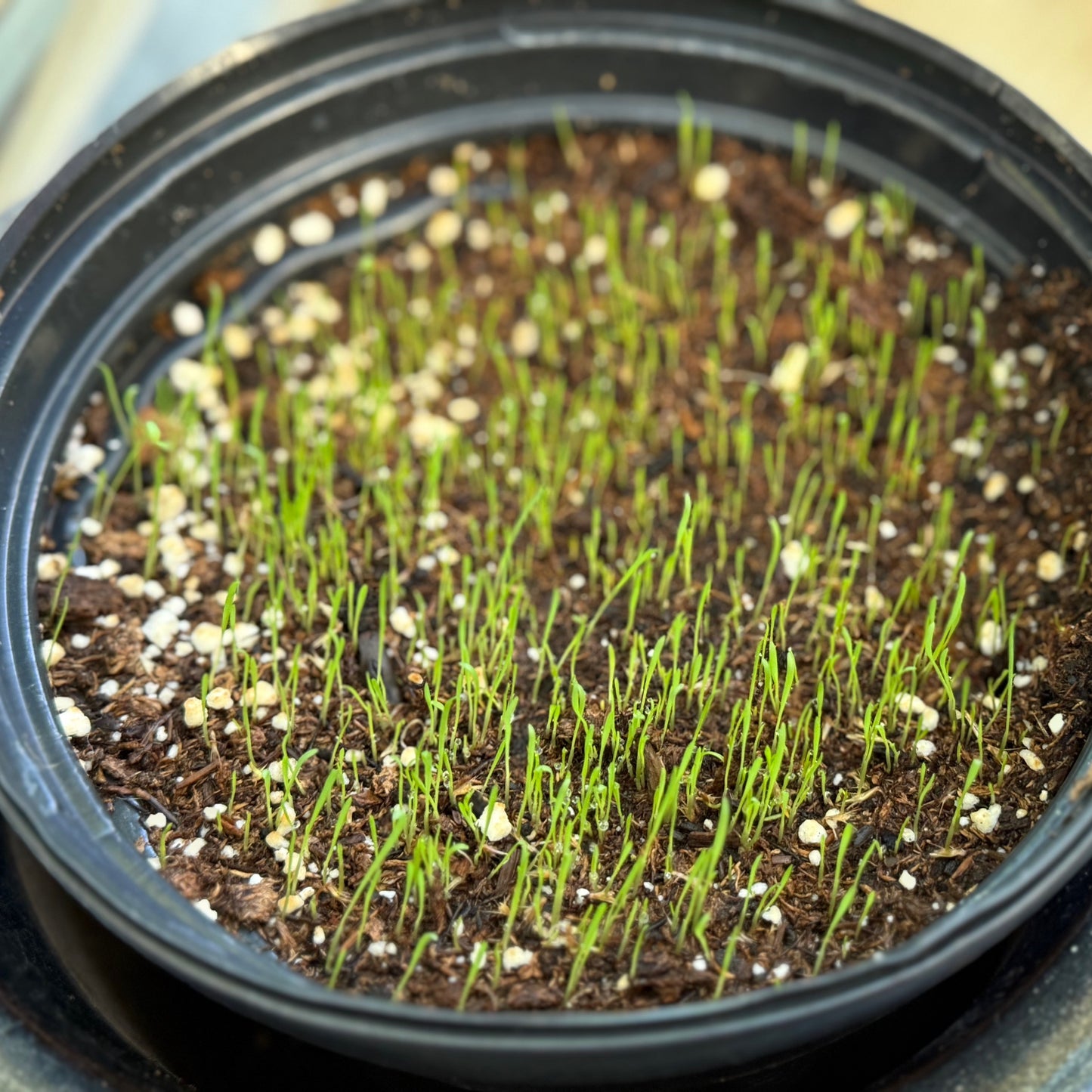 Bouteloua gracilis - Blue Grama