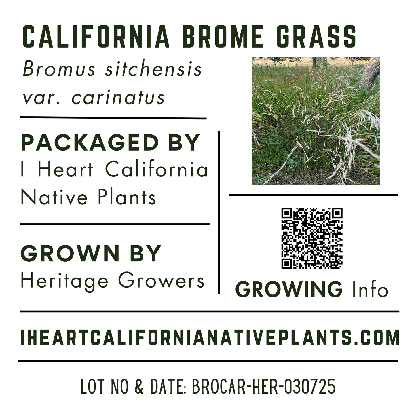 California Brome (Bromus sitchensis var. carinatus)