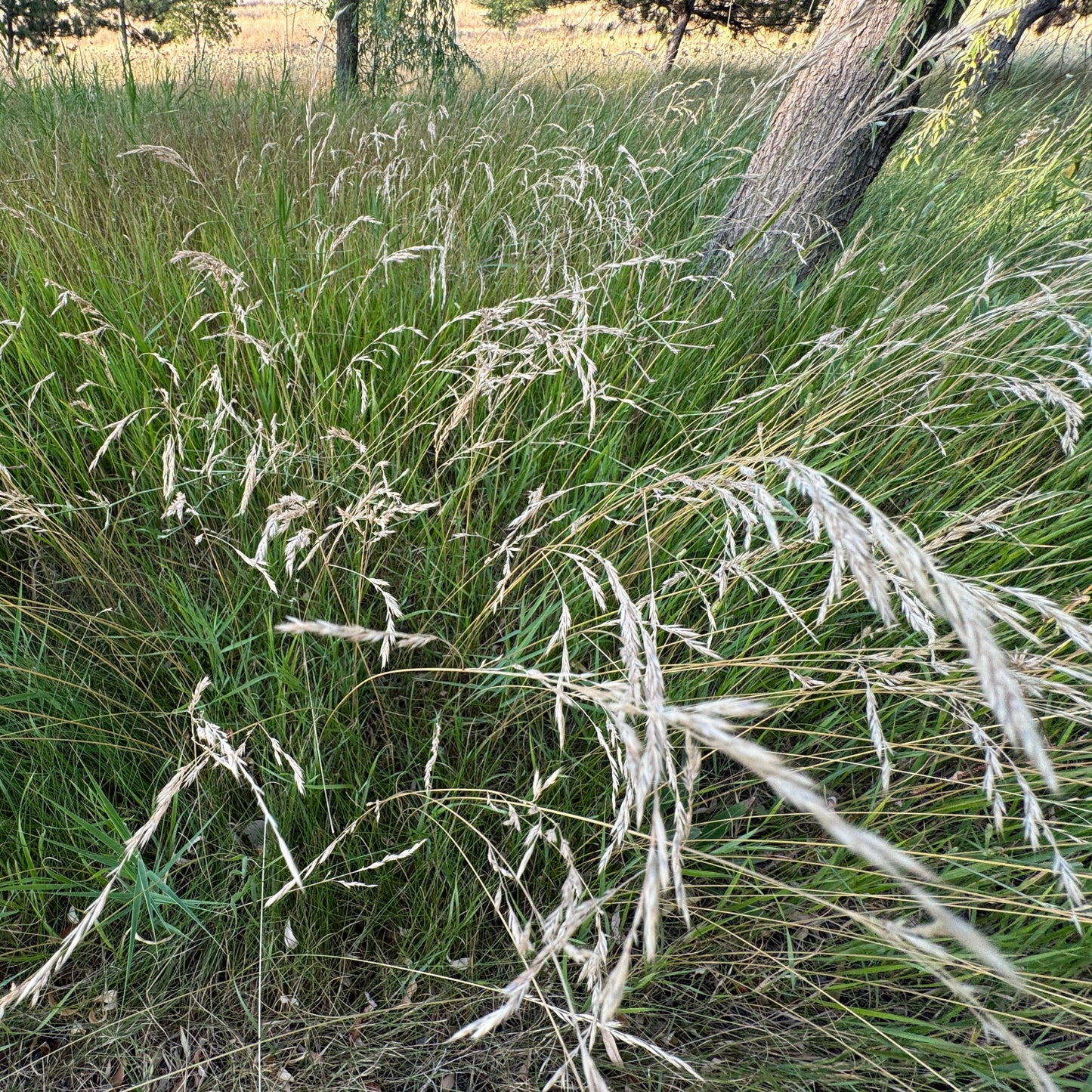 California Brome (Bromus sitchensis var. carinatus)