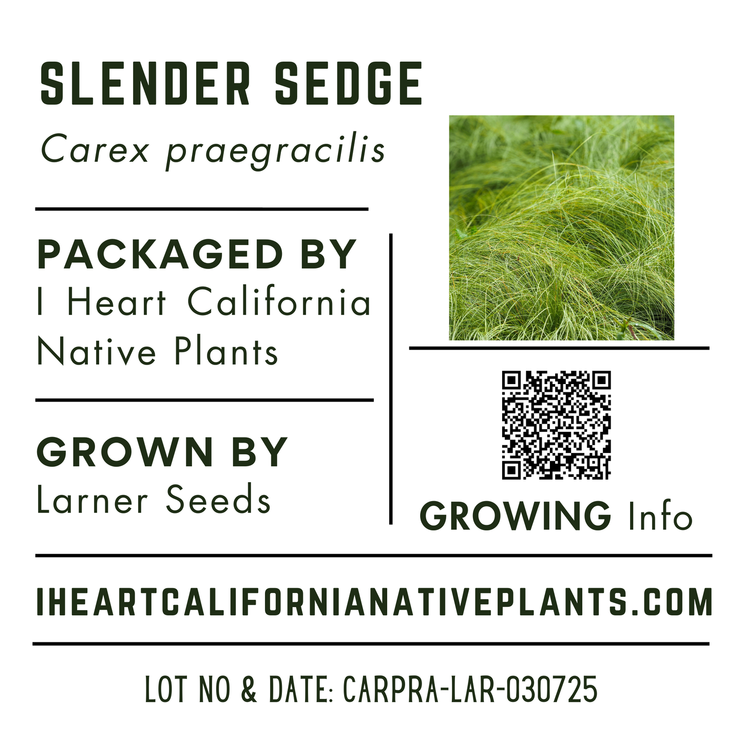 Slender Sedge (Carex praegracilis)