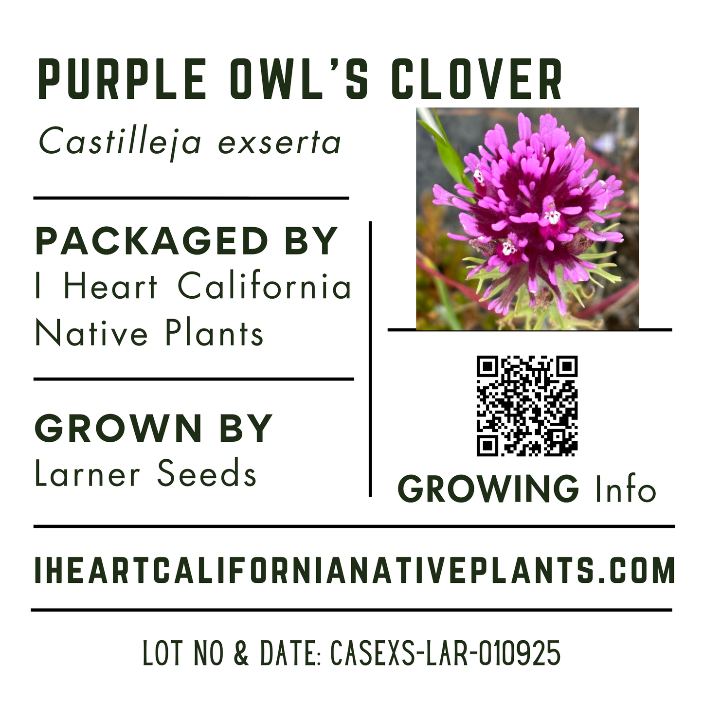 Purple owl's clover (Castilleja exserta)
