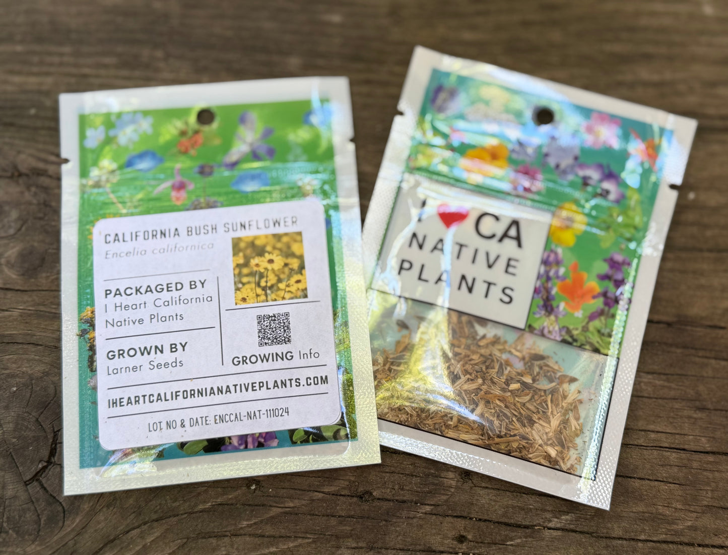 Encelia californica - California Bush Sunflower