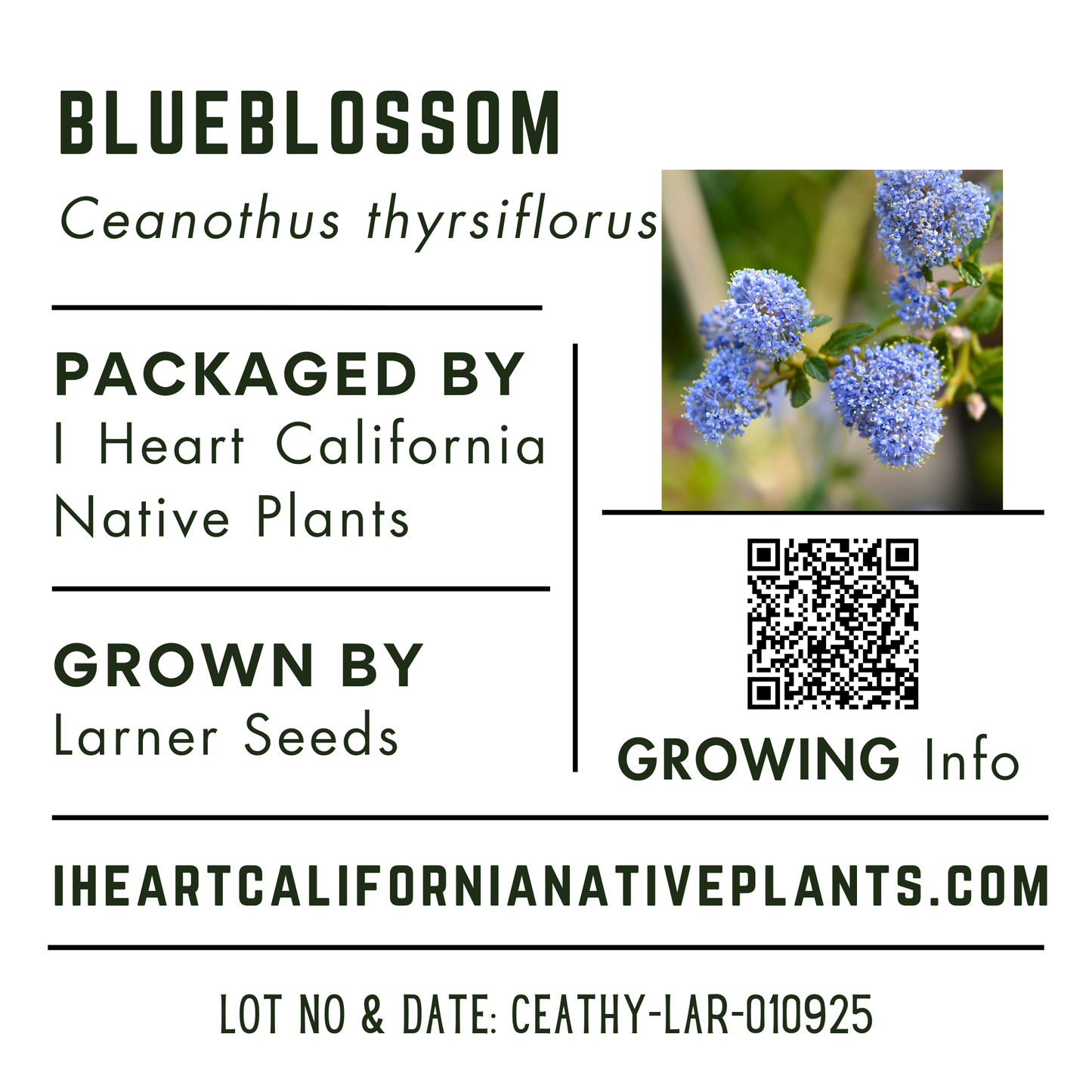 Blueblossom (Ceanothus thyrsiflorus)