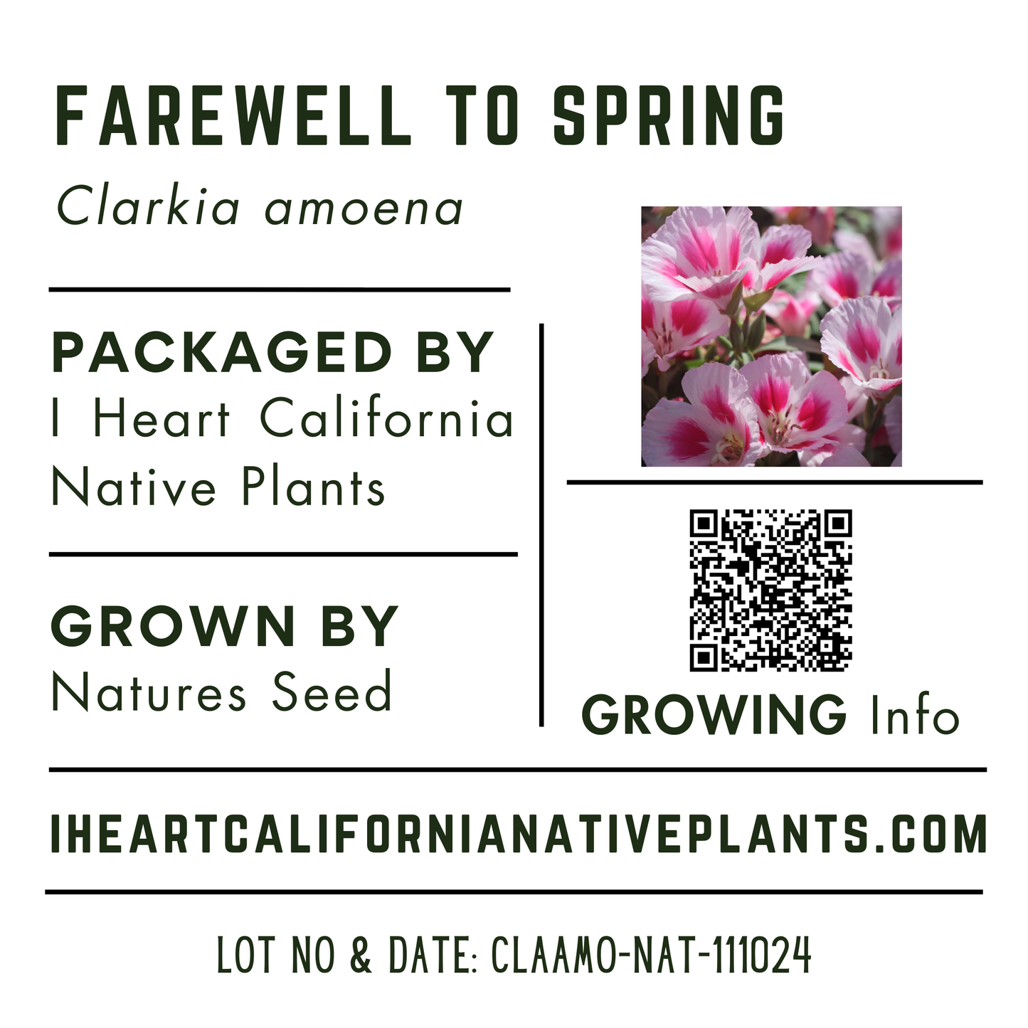 Farewell to Spring (Clarkia amoena)