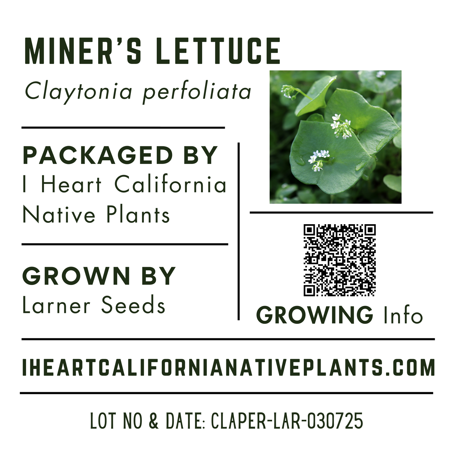 Miner's lettuce (Claytonia perfoliata)