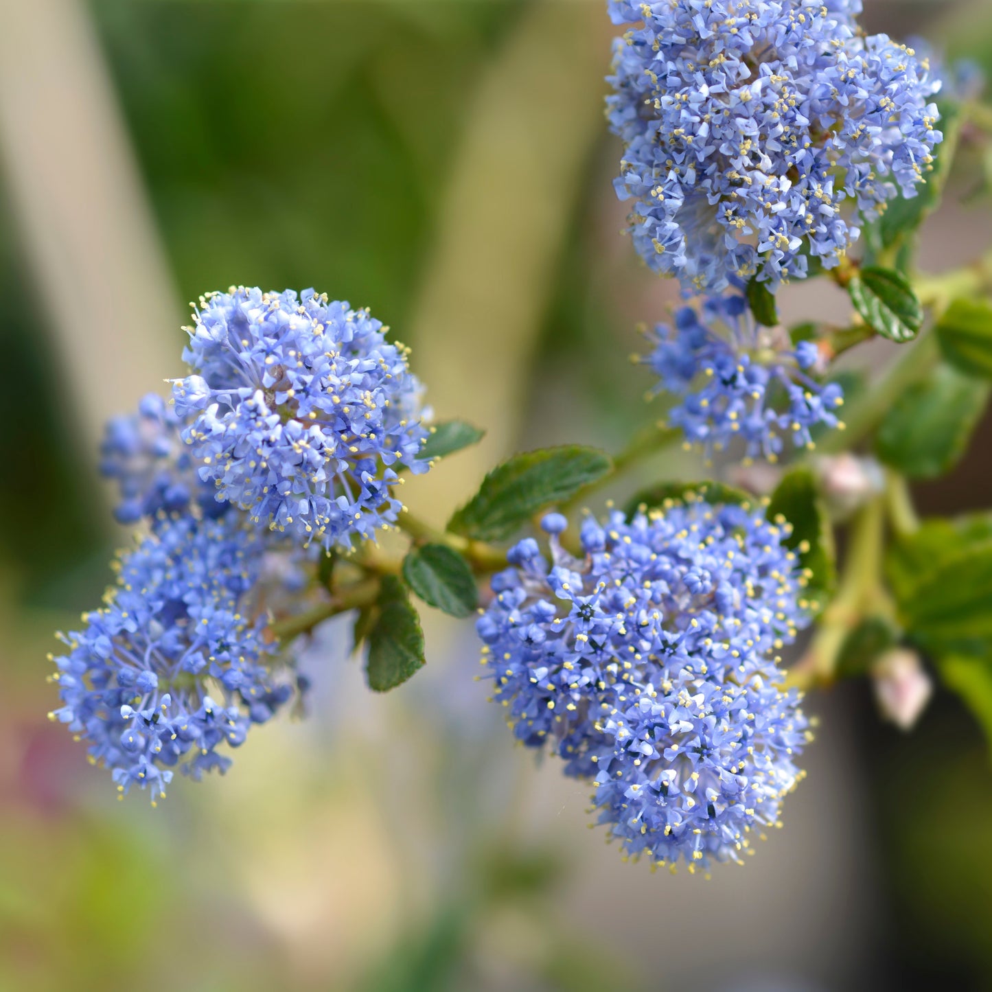 Blueblossom (Ceanothus thyrsiflorus)