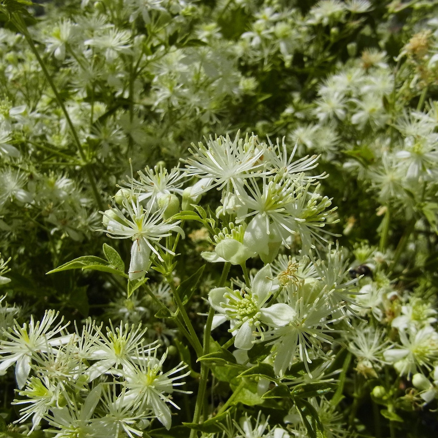 Creek Clematis (Clematis ligusticifolia)