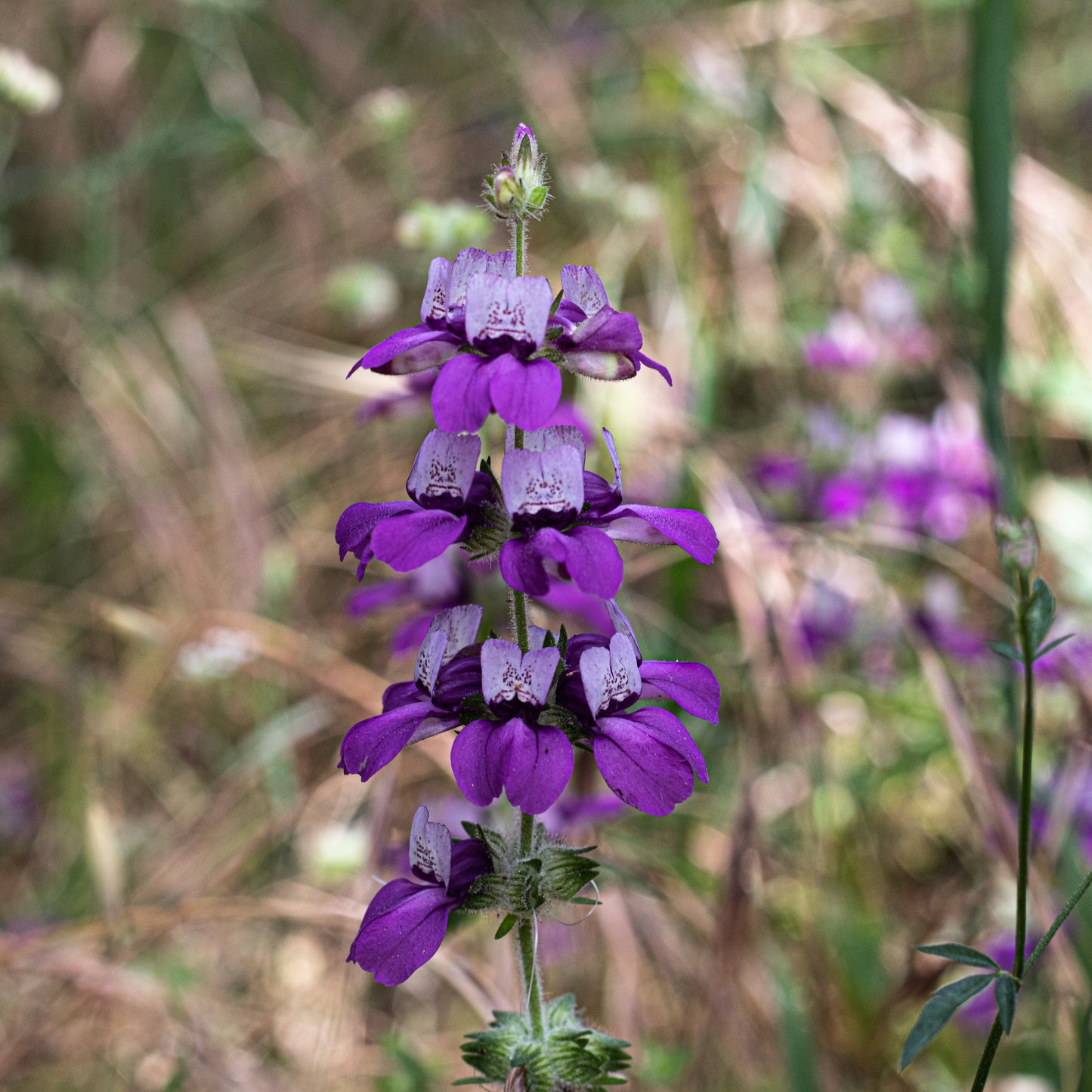 Chinese Houses (Collinsia heterophylla)