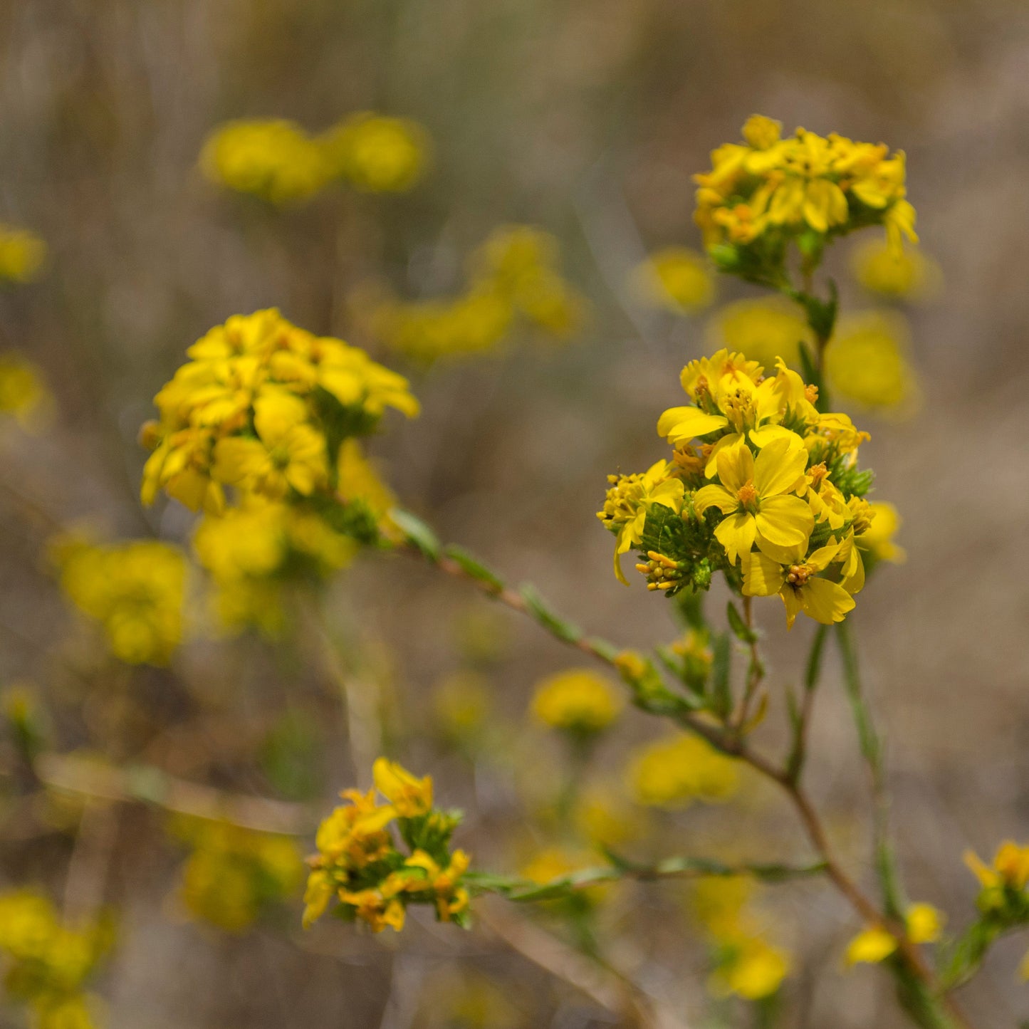 Clustered Tarweed (Deinandra fasciculata)