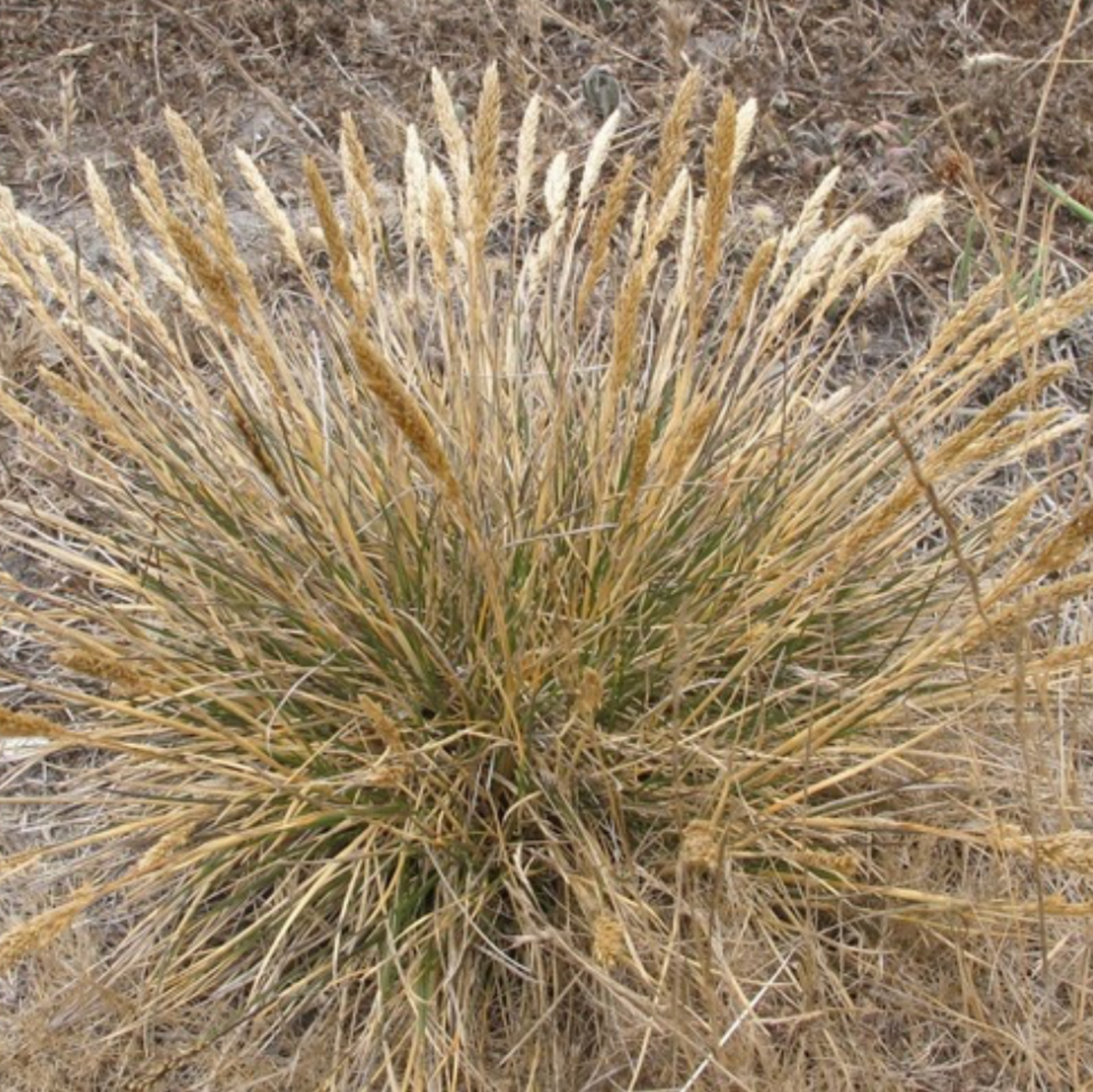Tufted Hairgrass (Deschampsia cespitosa)