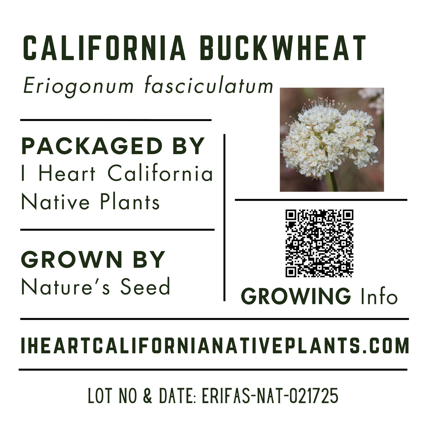 Imbricate Phacelia (Phacelia imbricata)