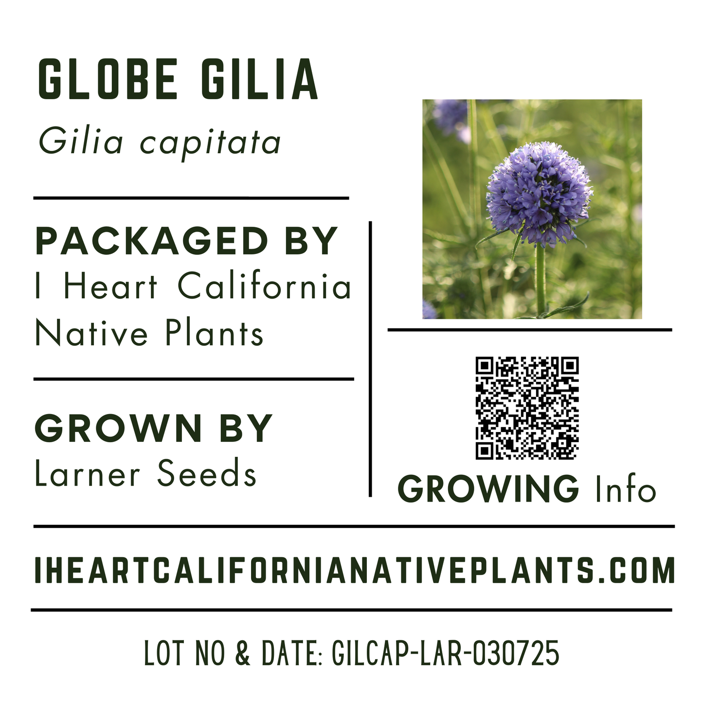 Globe Gilia (Gilia capitata)