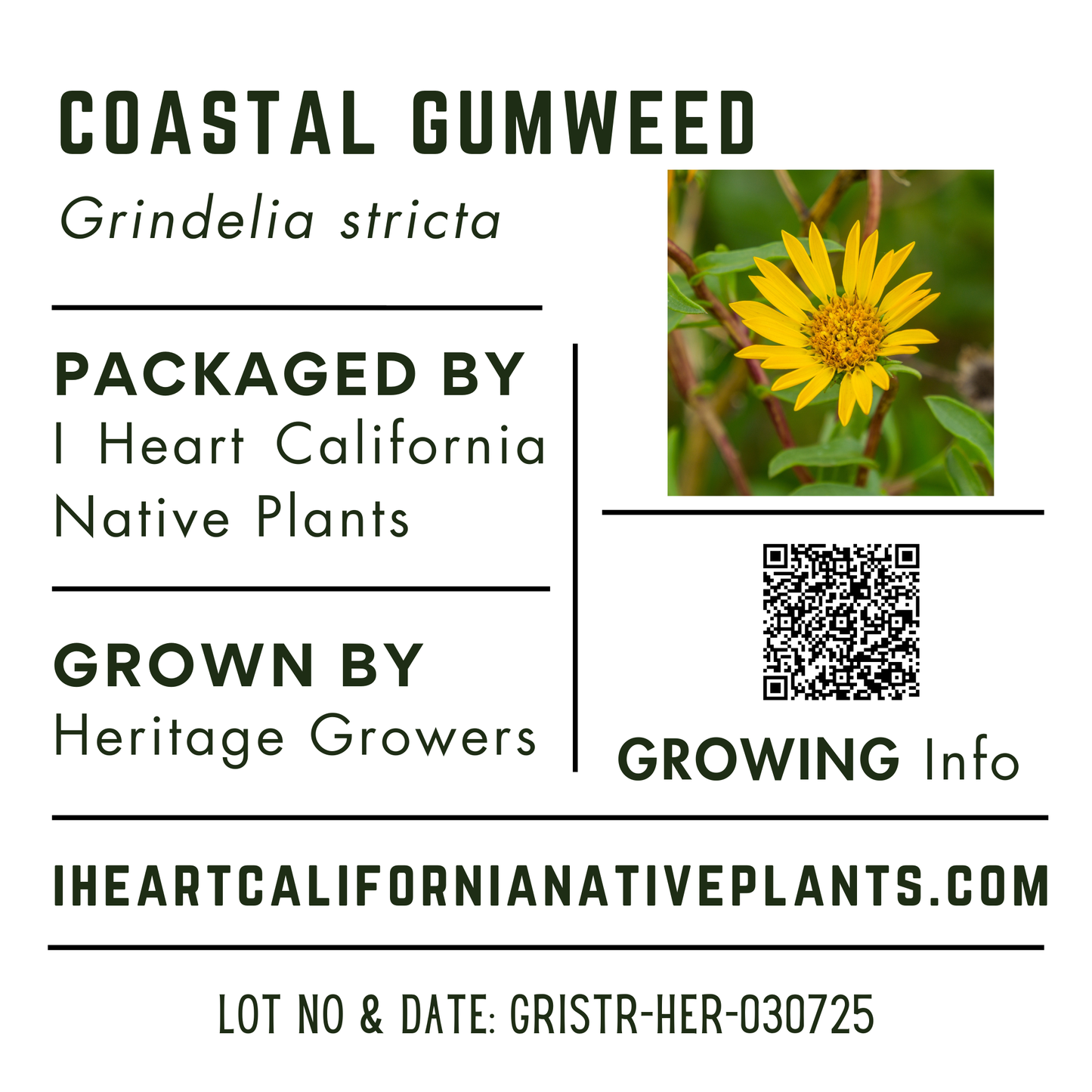 Coastal Gum Plant (Grindelia stricta)
