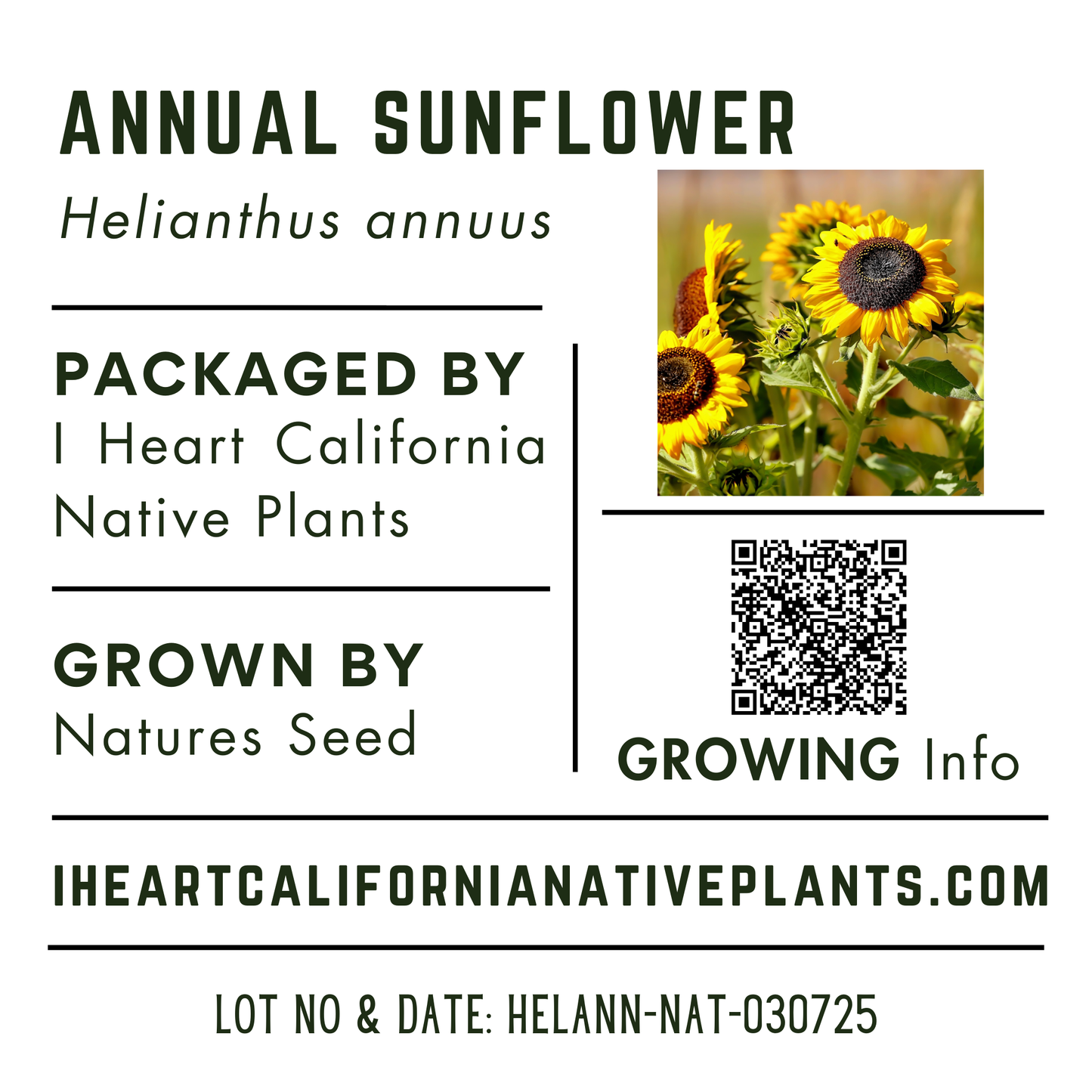 Annual Sunflower (Helianthus annuus)