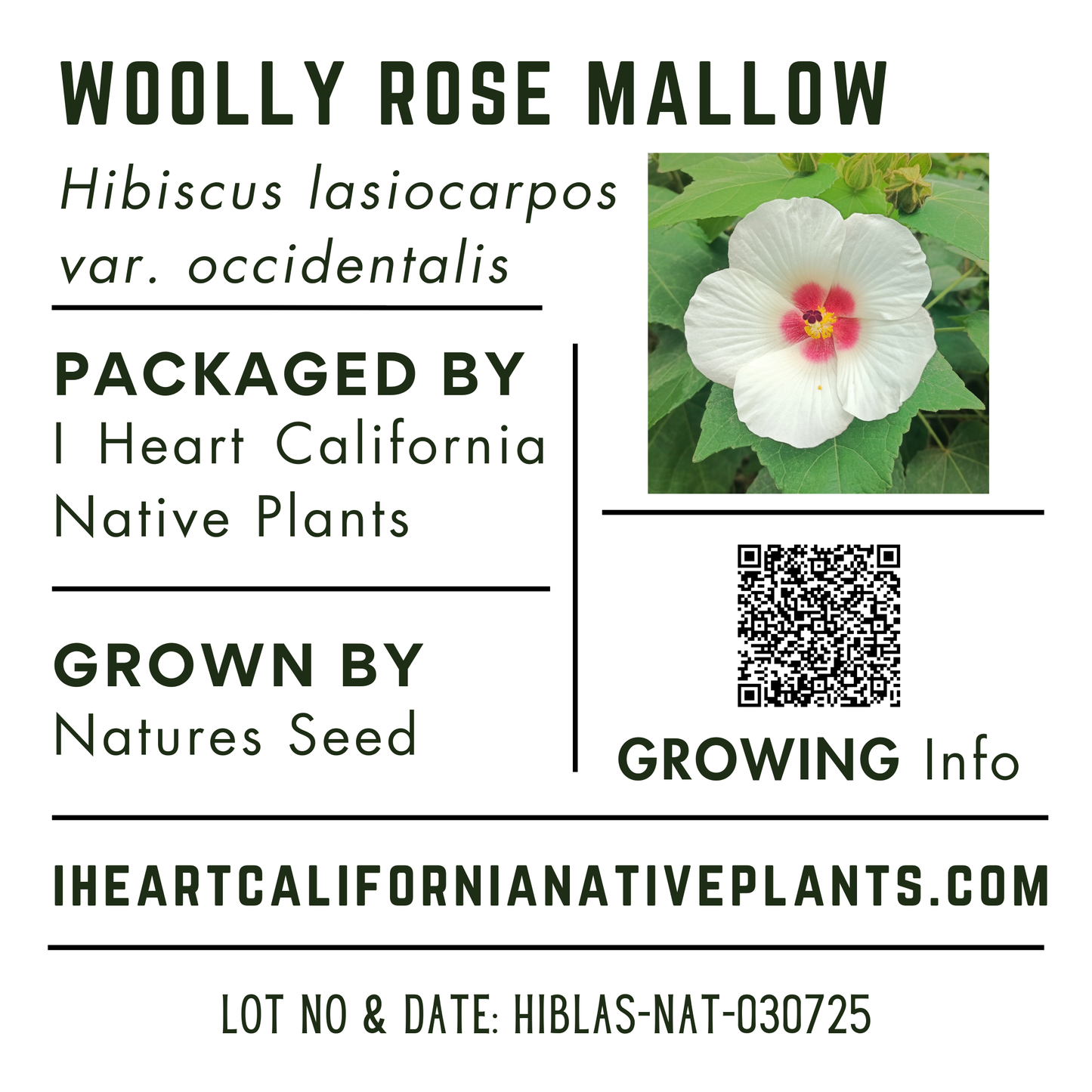 Woolly Rose Mallow (Hibiscus lasiocarpos var. occidentalis)