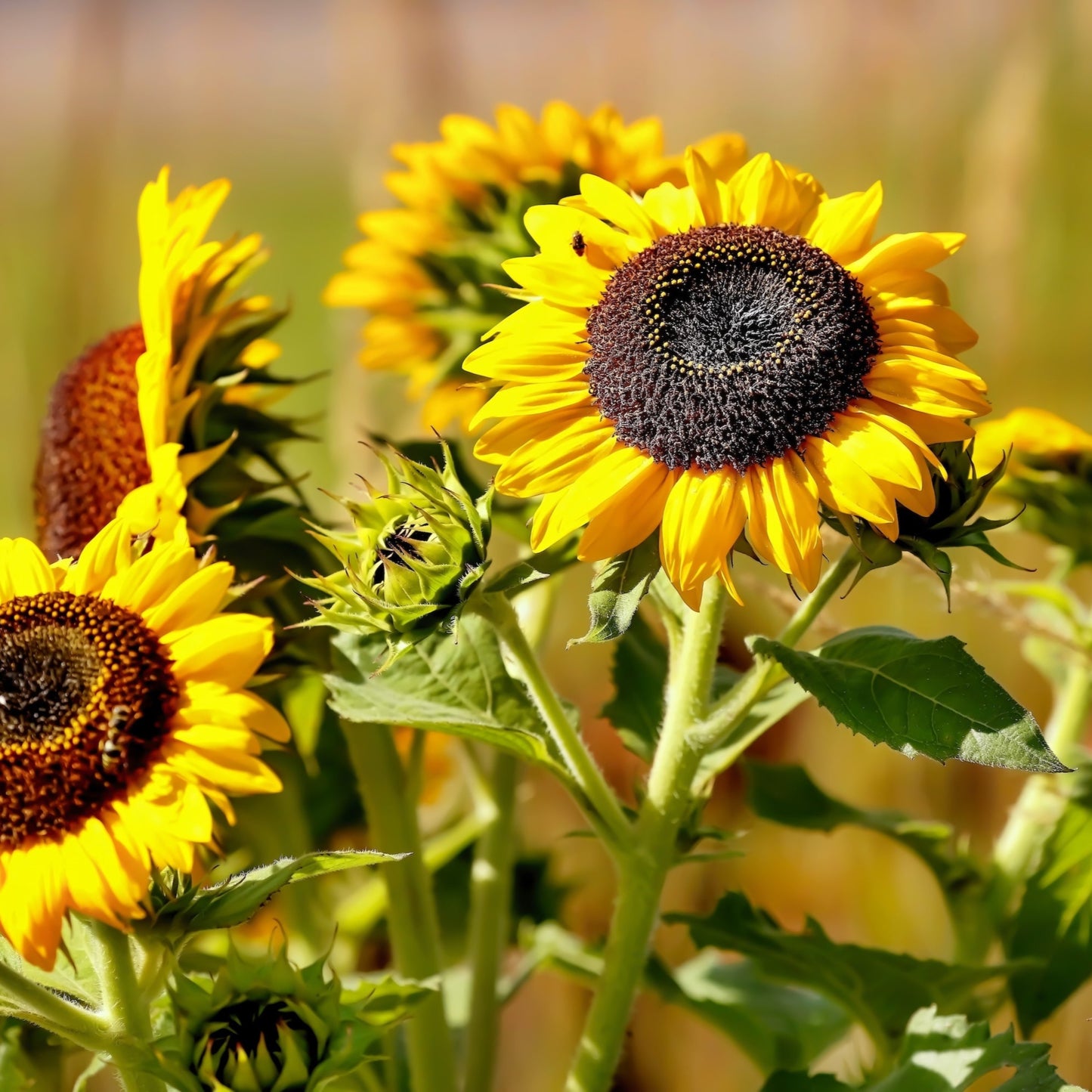 Annual Sunflower (Helianthus annuus)