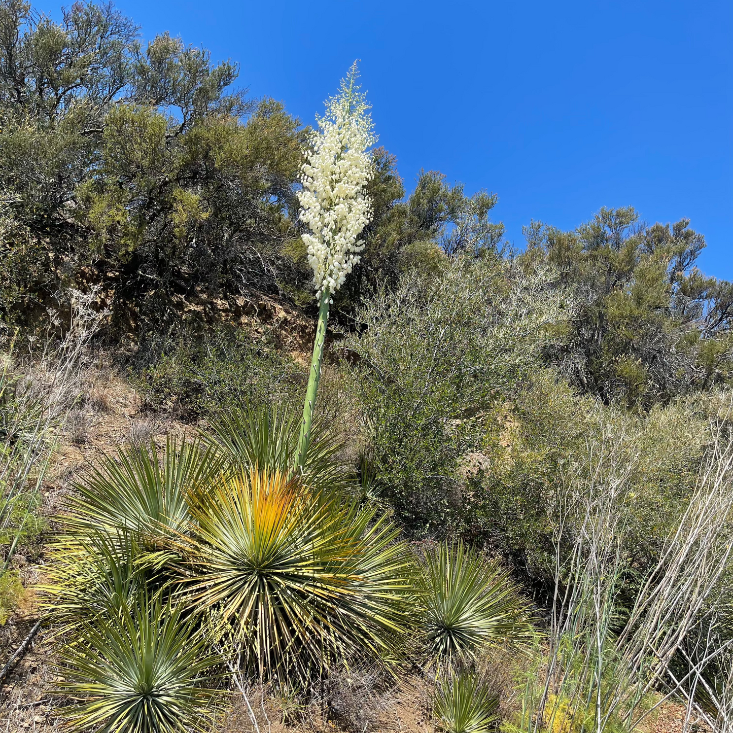 Hesperoyucca whipplei - Chaparral Yucca