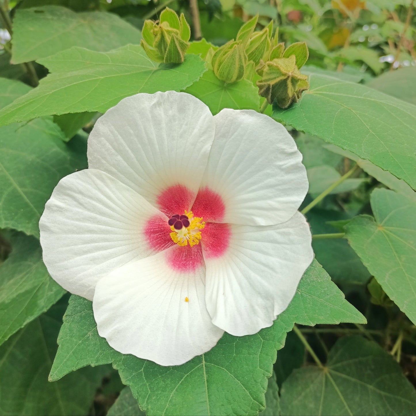 Woolly Rose Mallow (Hibiscus lasiocarpos var. occidentalis)