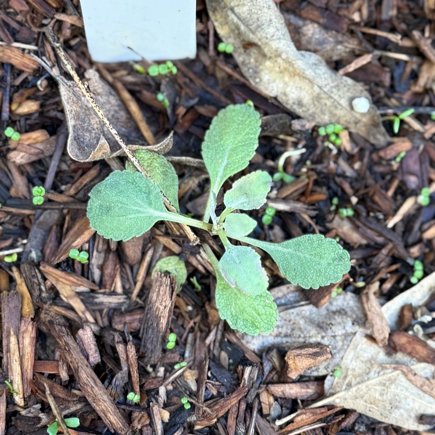 Salvia apiana - White Sage