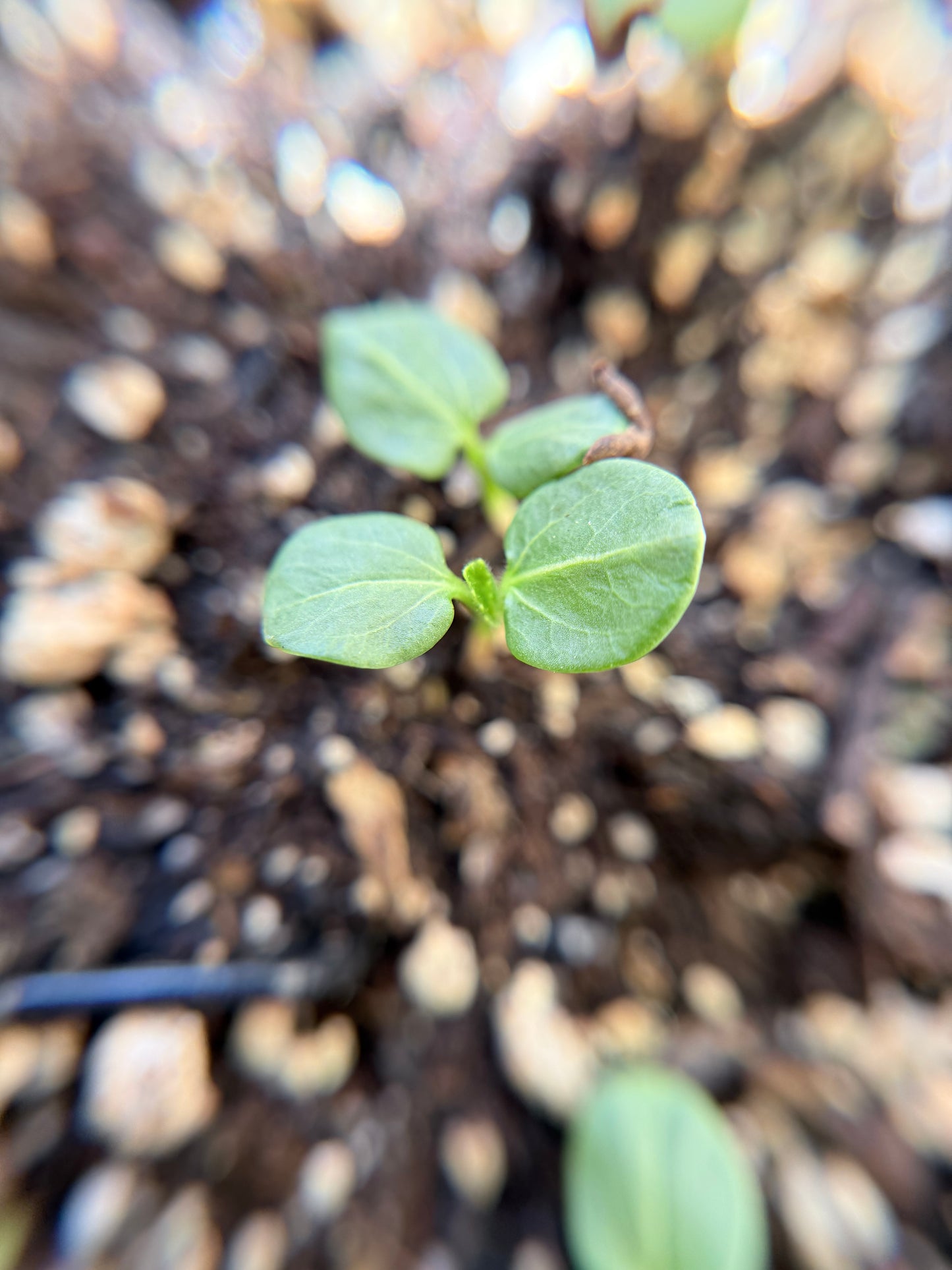 Hibiscus lasiocarpos var. occidentalis - Woolly Rose Mallow seed closeup