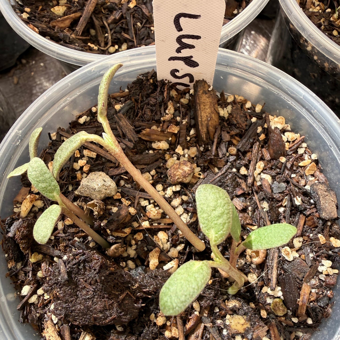 Lupinus succulentus - Arroyo Lupine