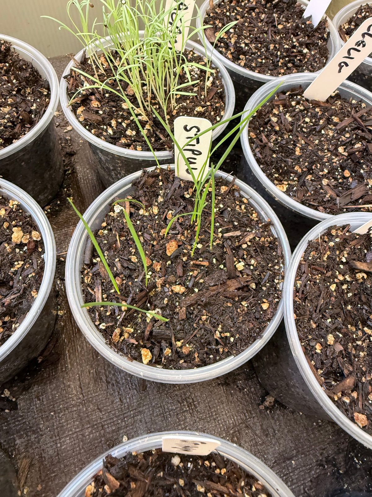 Stipa pulchra - Purple Needlegrass