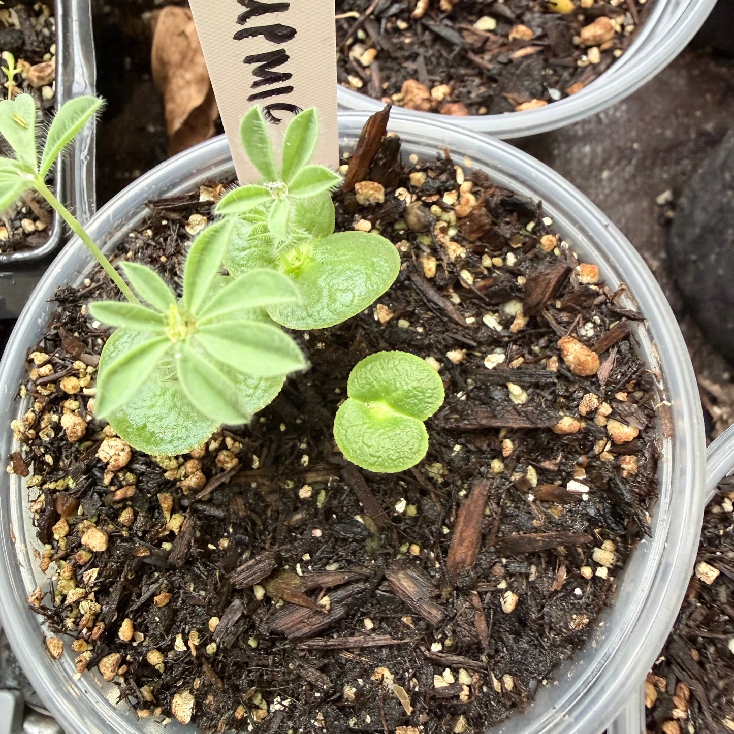 Lupinus microcarpus - Chick Lupine