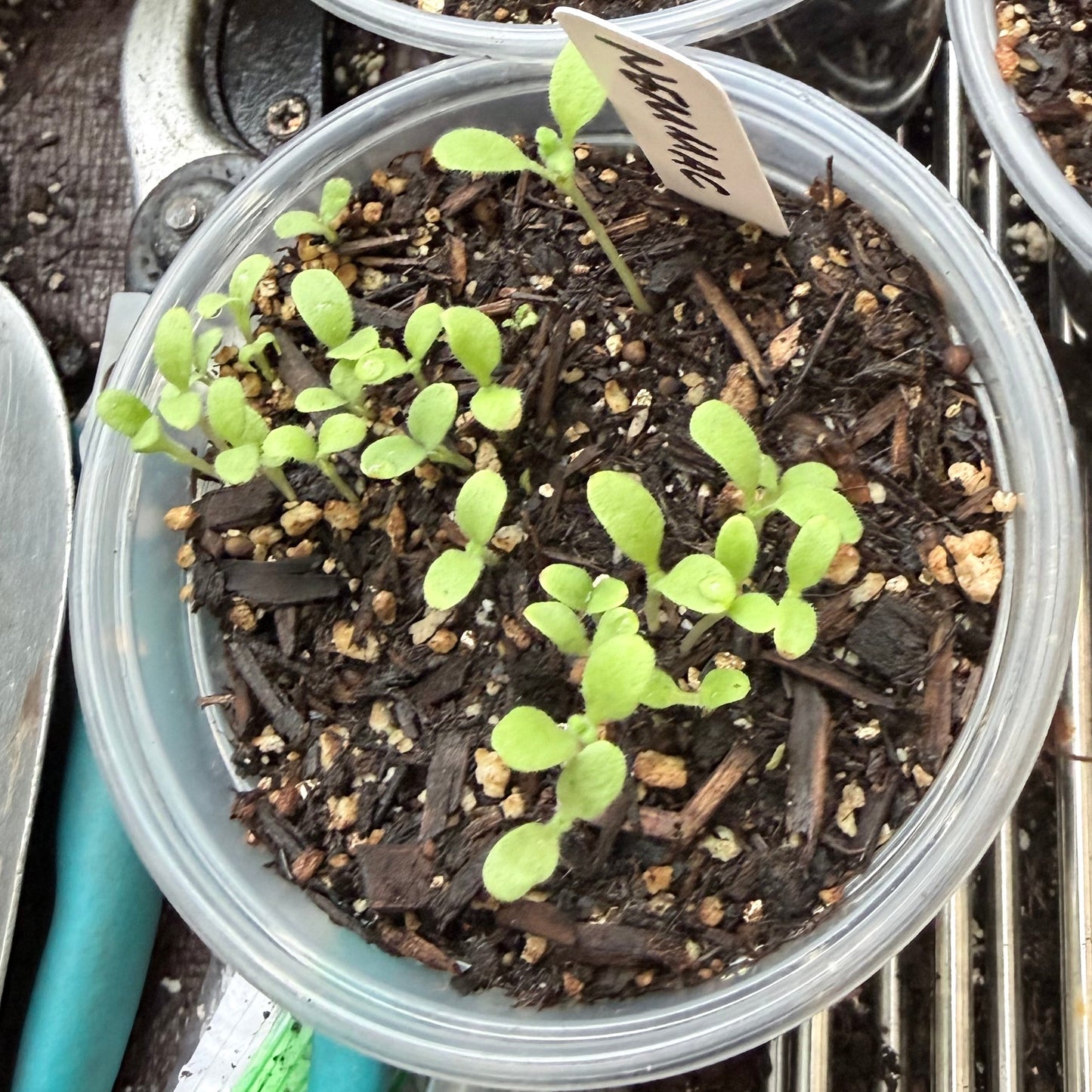 Nemophila maculata - Five Spot