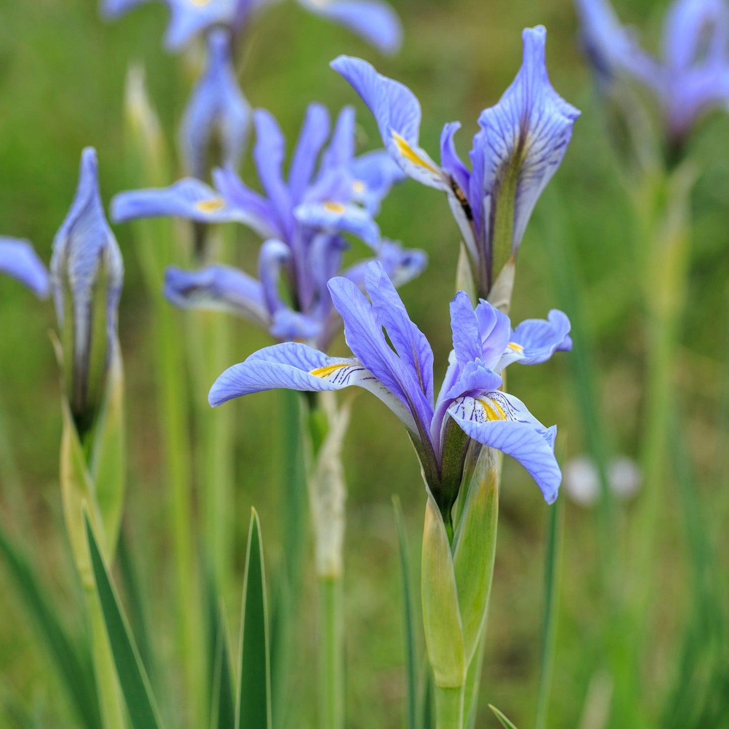 Rocky Mountain Iris (Iris missouriensis)