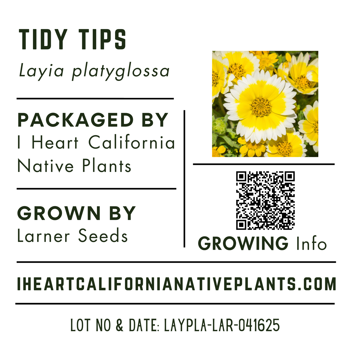 Tidy Tips (Layia platyglossa)