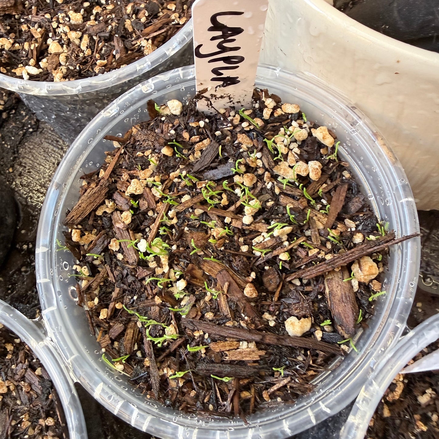 Layia platyglossa - Tidy Tips