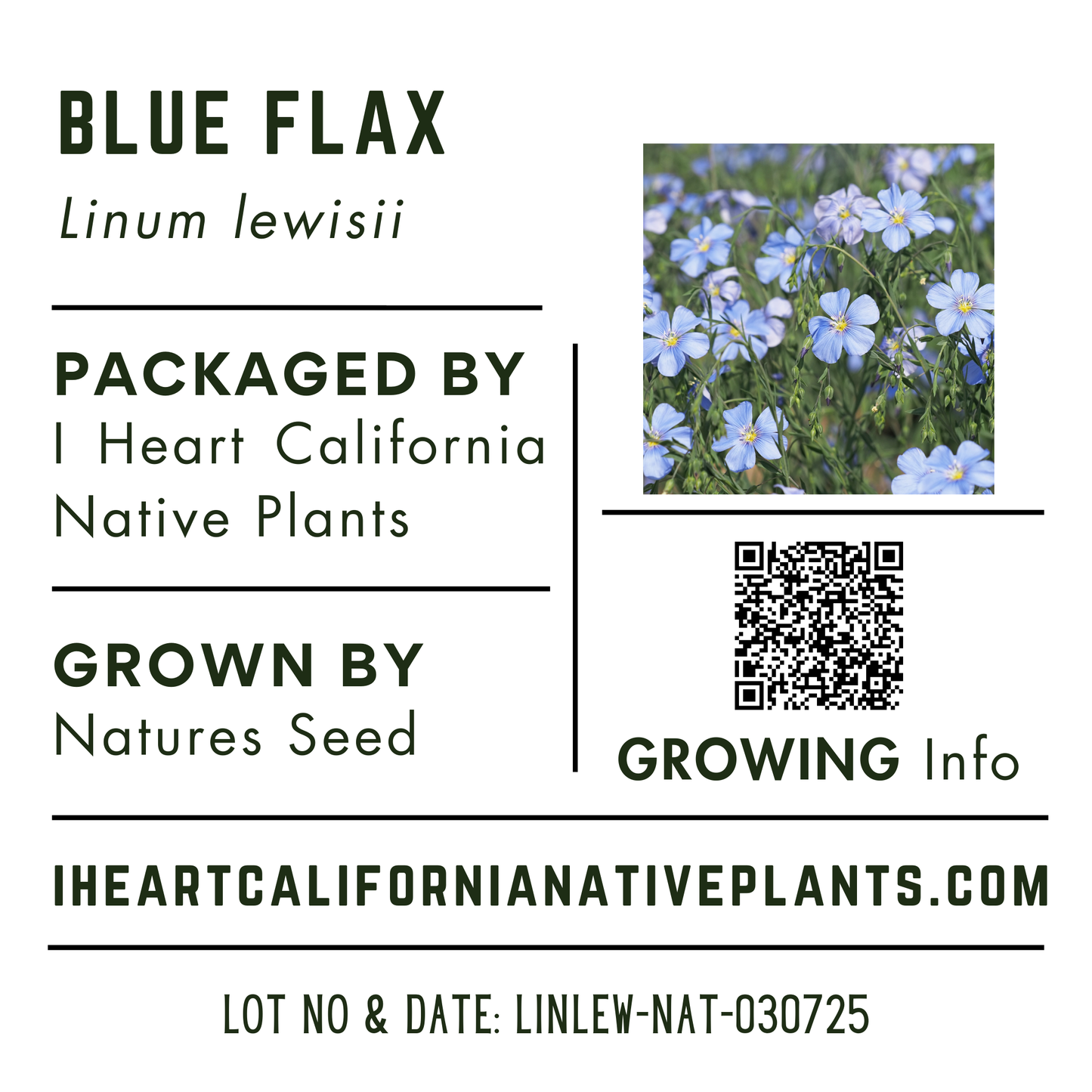 Blue Flax (Linum lewisii)