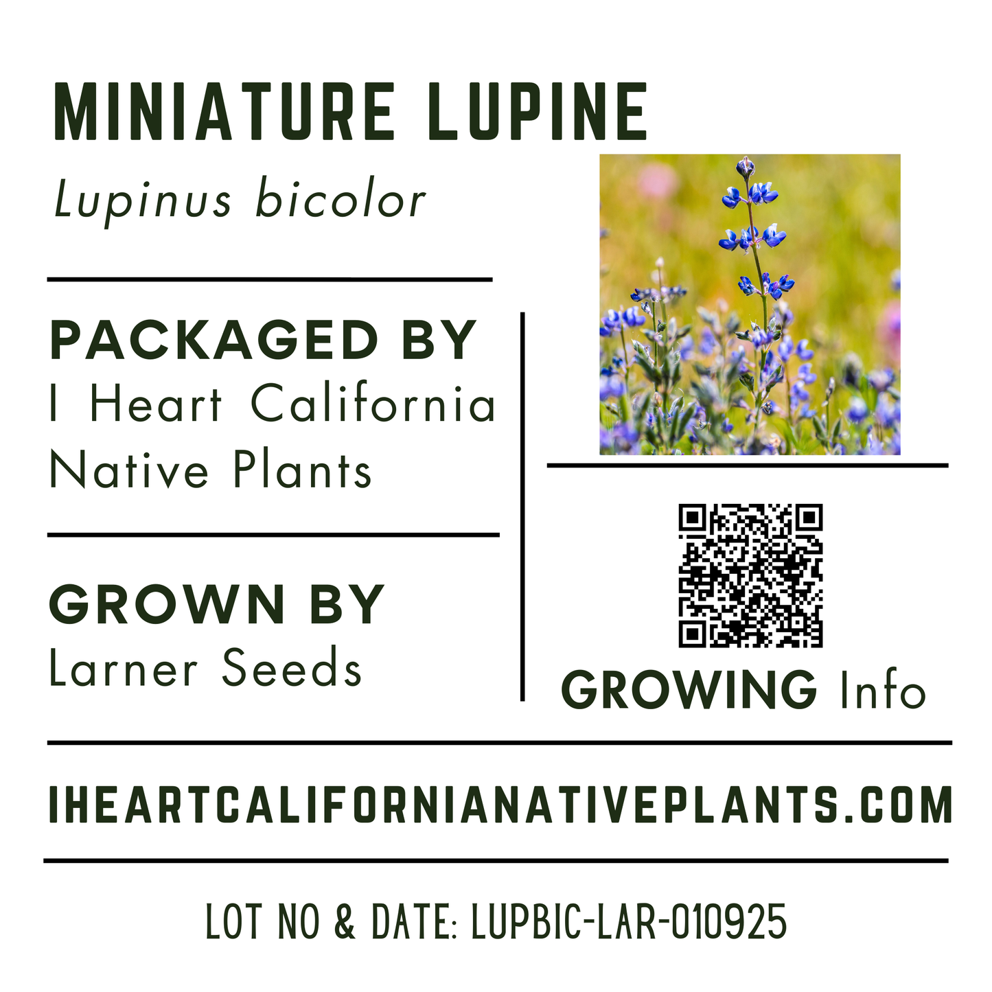Miniature Lupine (Lupinus bicolor)