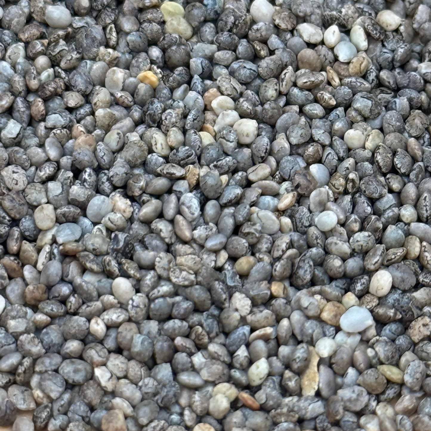 Lupinus bicolor - Miniature Lupine