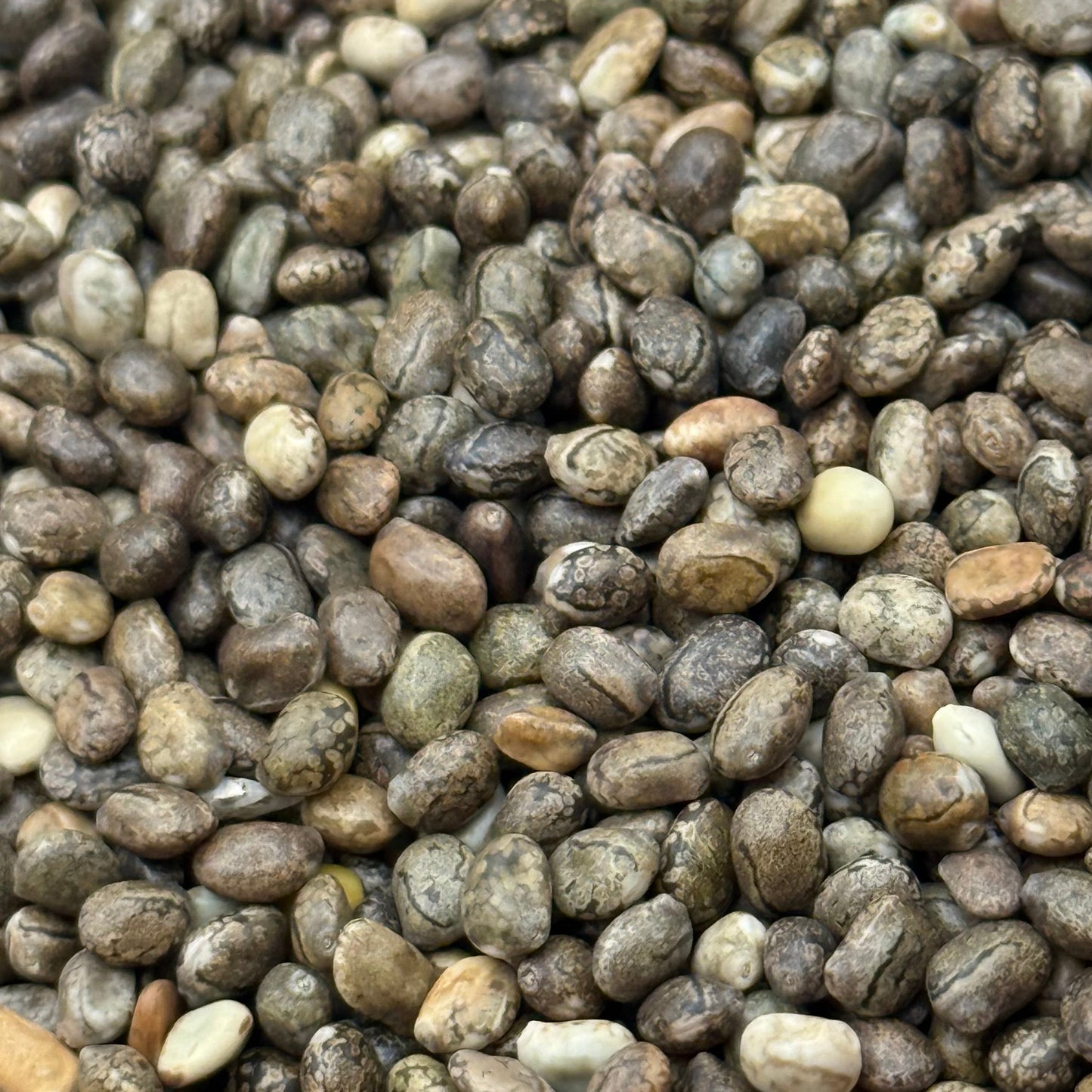 Lupinus succulentus - Arroyo Lupine