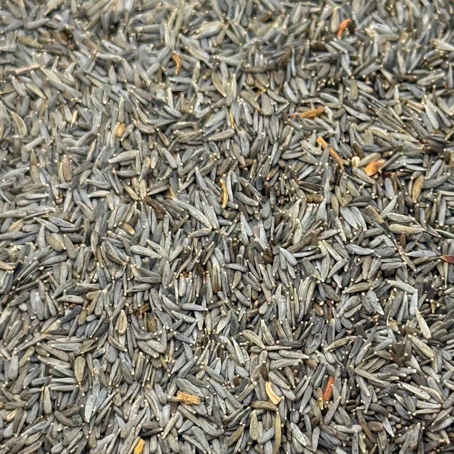 Lasthenia glabrata - Yellow-rayed Goldfields seed closeup