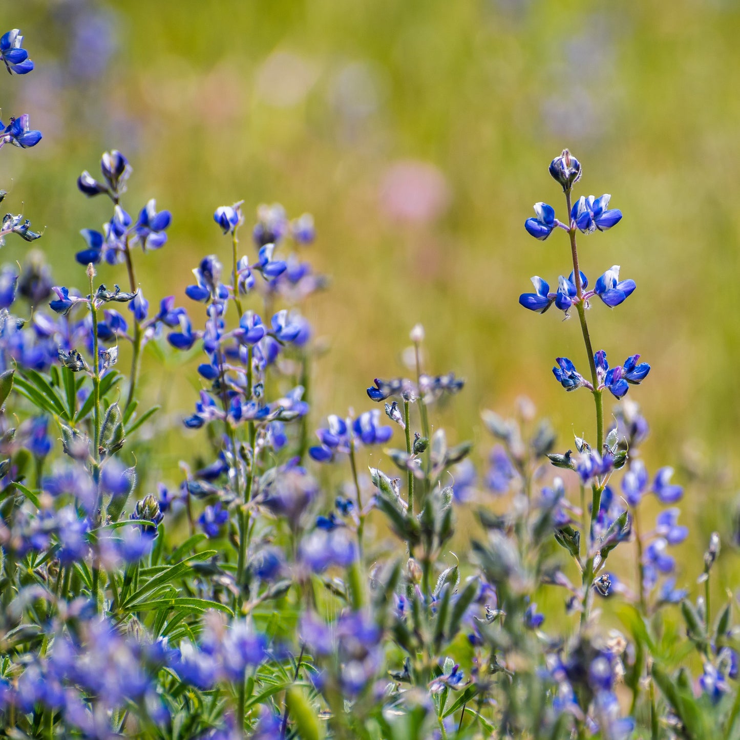 Miniature Lupine (Lupinus bicolor)
