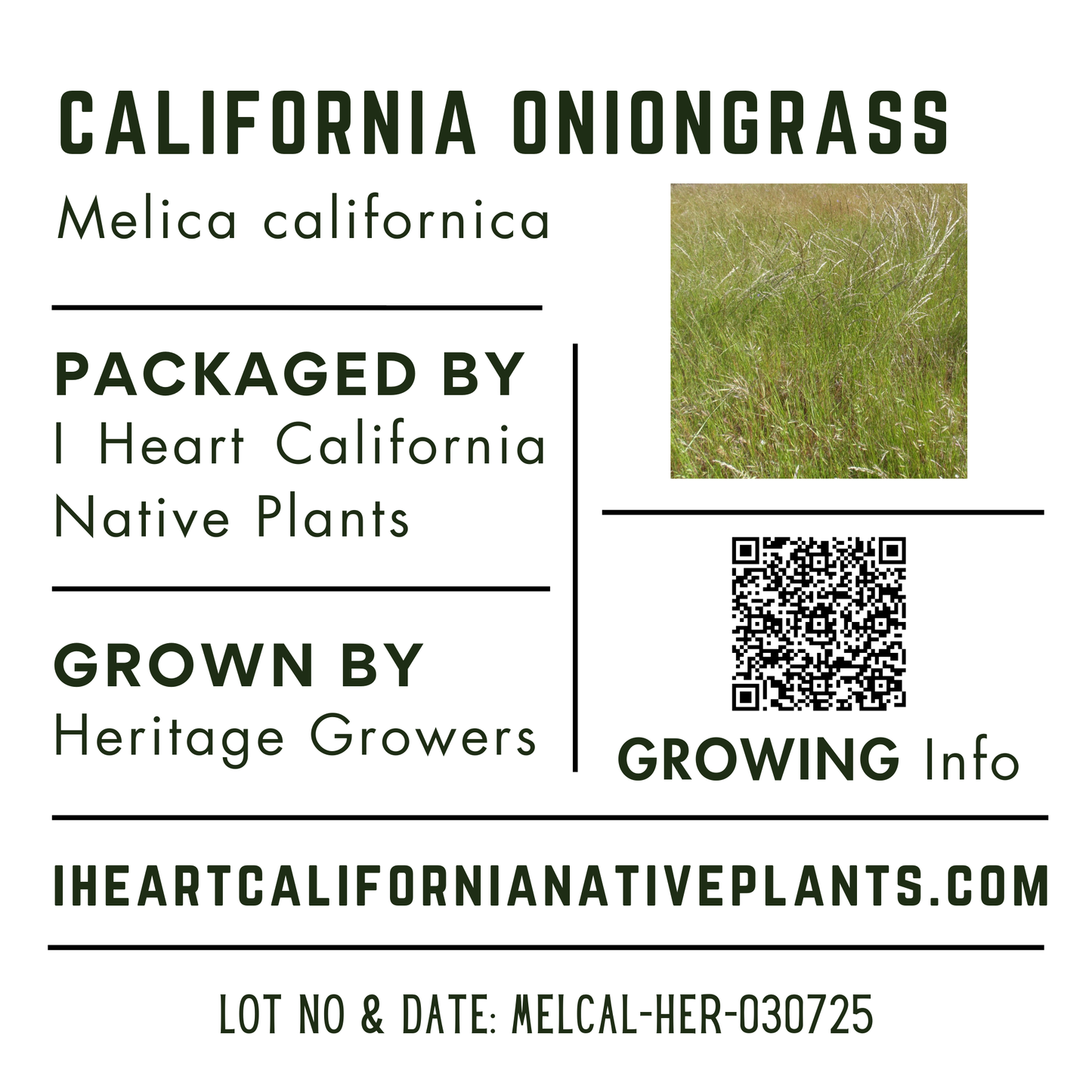 California Melic (Melica californica)