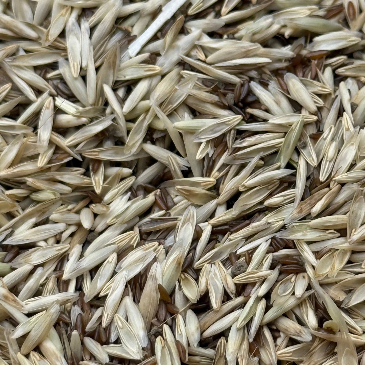 Melica californica - California Melic