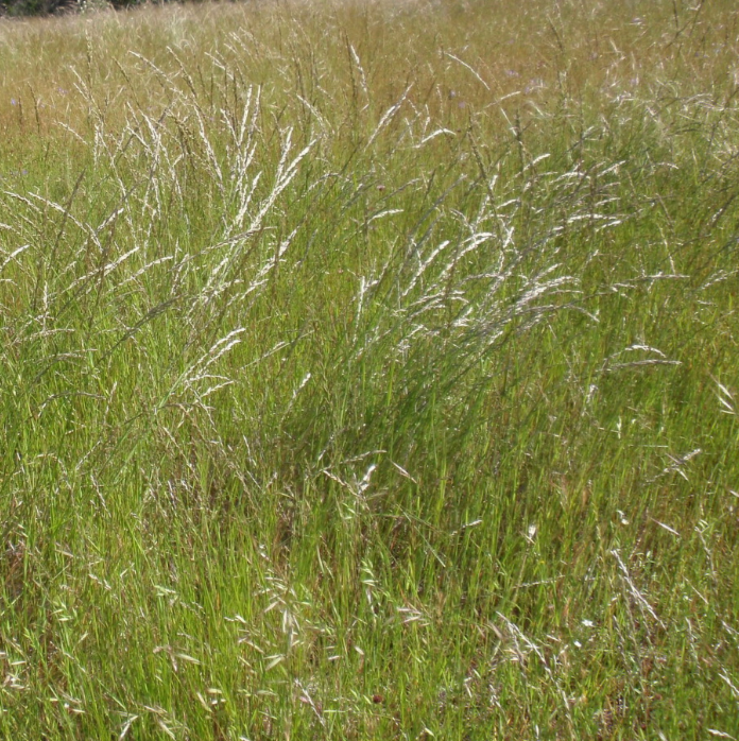 California Melic (Melica californica)