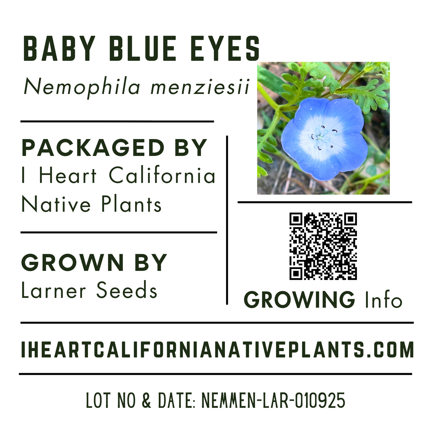Baby Blue Eyes (Nemophila menziesii)