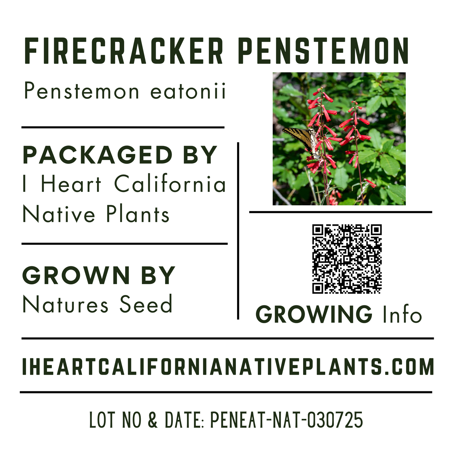 Firecracker Penstemon (Penstemon eatonii)