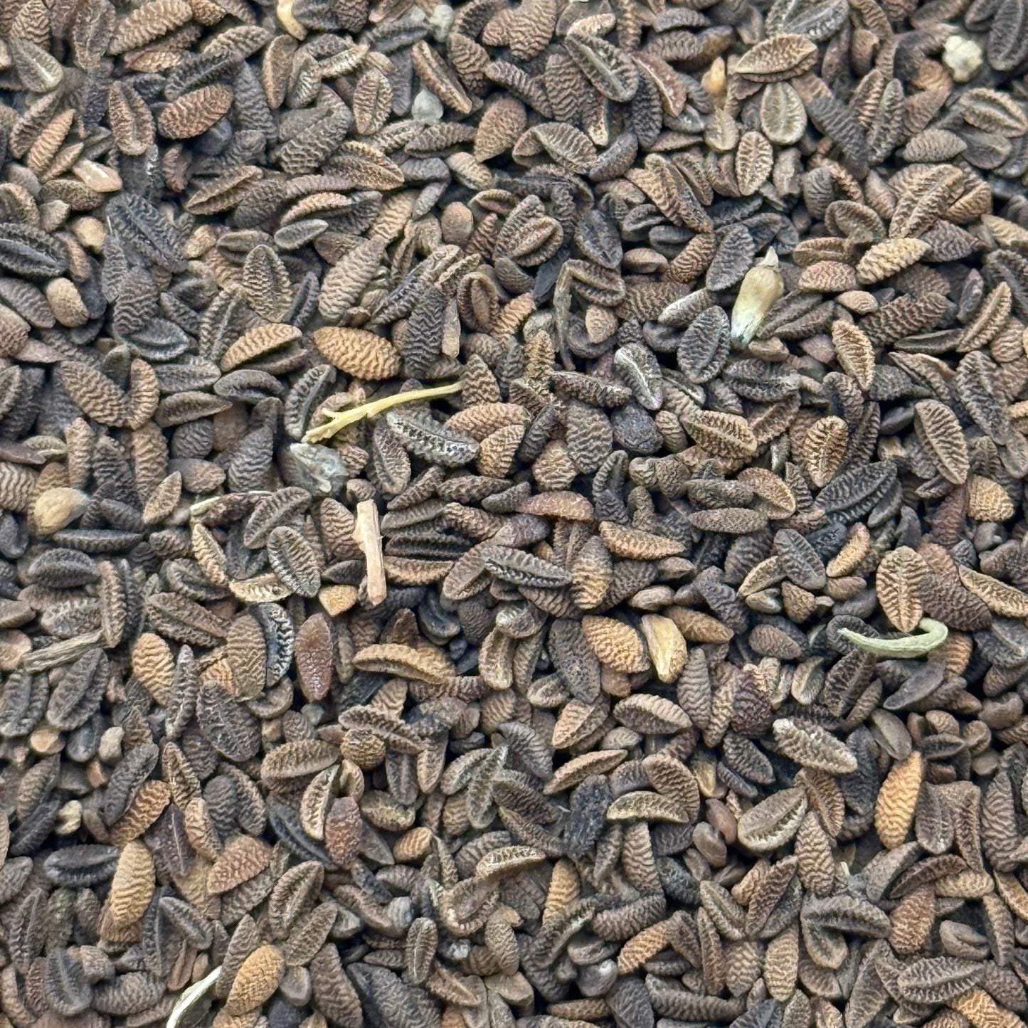 Phacelia tanacetifolia - Lacy phacelia