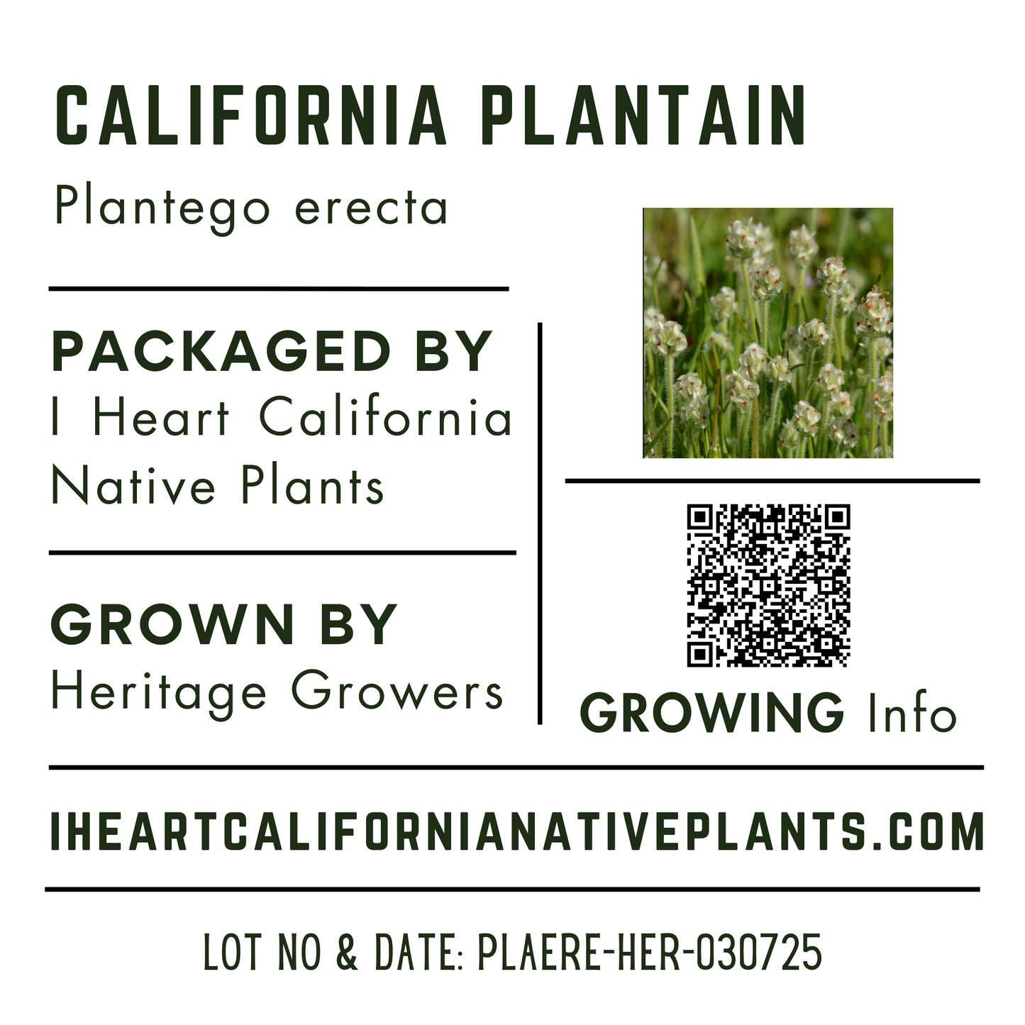 California Plantain (Plantago erecta)