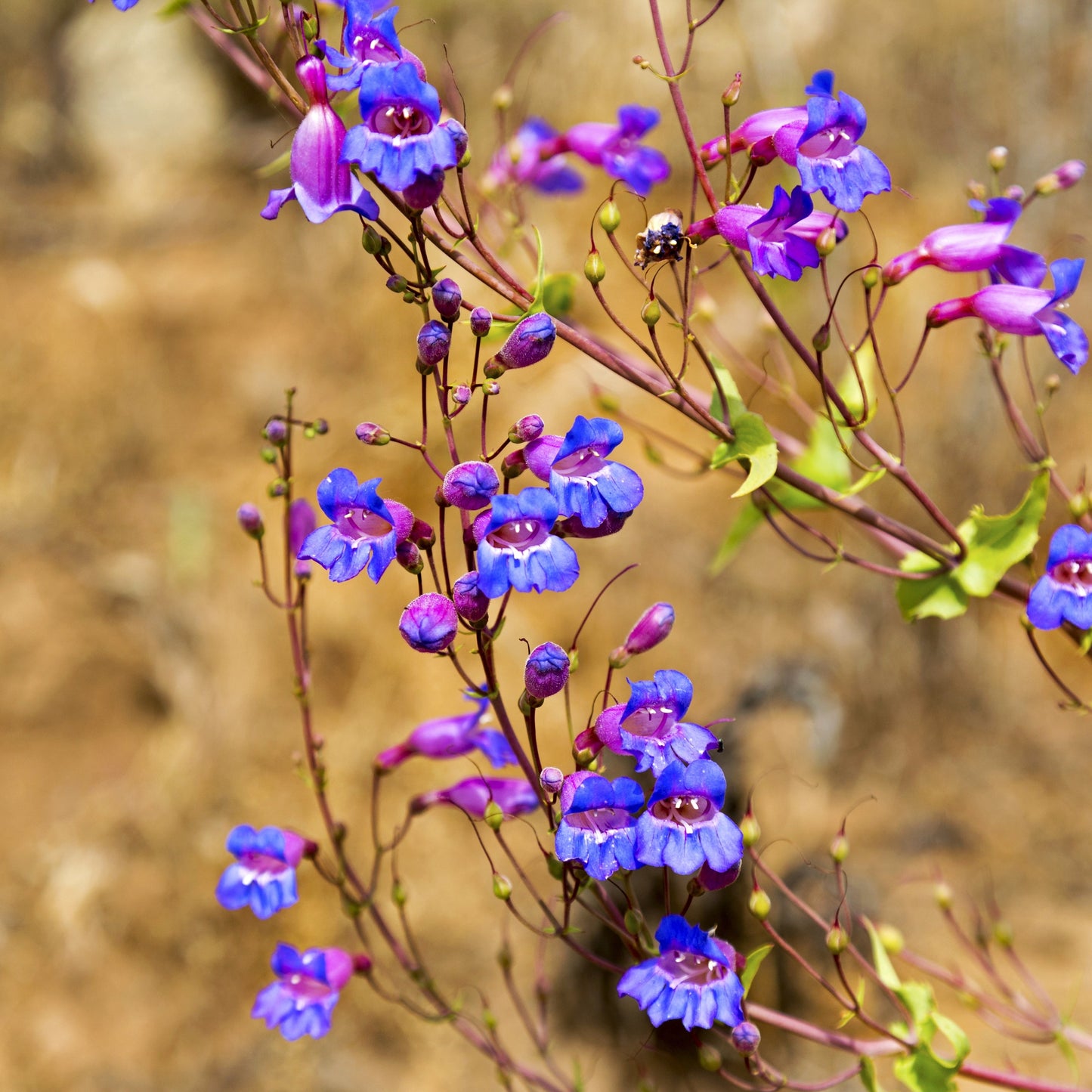 Showy penstamon (Penstemon spectabilis)